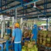 Distribusi Elpiji Melon Diatur Ketat