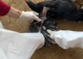 Misteri kematian unggas ternak milik warga di sejumlah wilayah di Kabupaten Barito Timur, dipastikan akibat virus Avian Influenza (AI) atau Flu Burung.