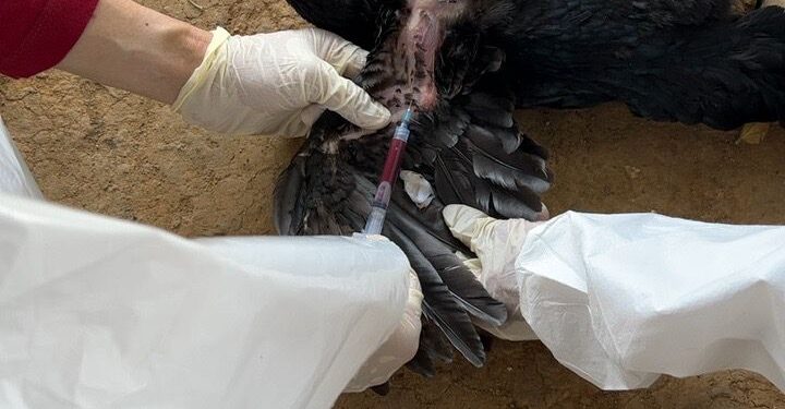 Misteri kematian unggas ternak milik warga di sejumlah wilayah di Kabupaten Barito Timur, dipastikan akibat virus Avian Influenza (AI) atau Flu Burung.