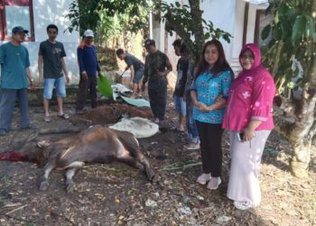 RSUD Tamiang Layang Gelar Kurban : Satu Sapi dan Dua Kambing Disembelih untuk Rayakan Idul Adha 1445 H