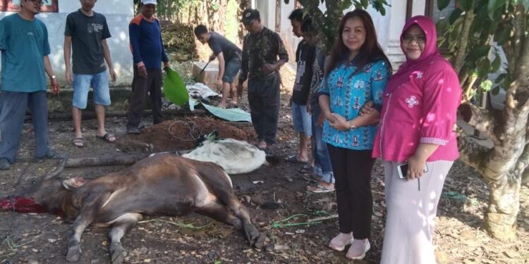 RSUD Tamiang Layang Gelar Kurban : Satu Sapi dan Dua Kambing Disembelih untuk Rayakan Idul Adha 1445 H