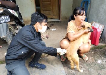 Kasus Gigitan Anjing Positif Rabies di Desa Haringen