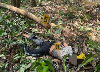 Nahas! Penebang Kayu Tewas Tertimpa Dahan Pohon