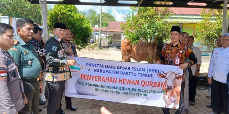 123 Ekor Sapi Kurban Disalurkan untuk Masyarakat Rayakan Iduladha 1446 H