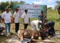 Polres Bartim Kurban 13 Ekor Sapi dan 5 Ekor Kambing