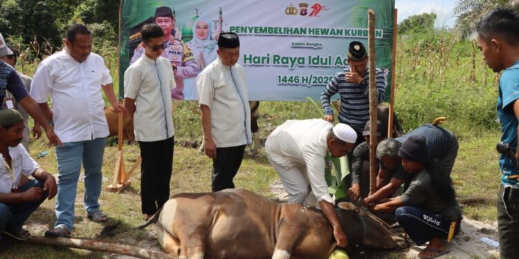Polres Bartim Kurban 13 Ekor Sapi dan 5 Ekor Kambing