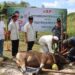 Polres Bartim Kurban 13 Ekor Sapi dan 5 Ekor Kambing