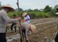 Polsek Dusun Timur Tanam Jagung Pakan Satu Hektare di Desa Balawa