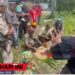 Ritual Adat Pemalasan Pasar Temanggoeng Djaja Karti Tamiang Layang