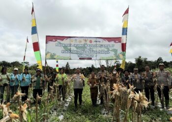 Polres Barito Timur bersama pemerintah daerah dan kelompok tani melaksanakan Panen Raya Jagung Serentak Kuartal IV di Desa Murutuwu, Kecamatan Paju Epat, Senin (22/12/2025). (FOTO: HUMAS POLRES BARTIM)