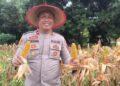 Kapolsek Dusun Timur IPDA Sulkhan Sururi, saat panen jagung di Desa Murutuwu, Senin (30/3/2026).