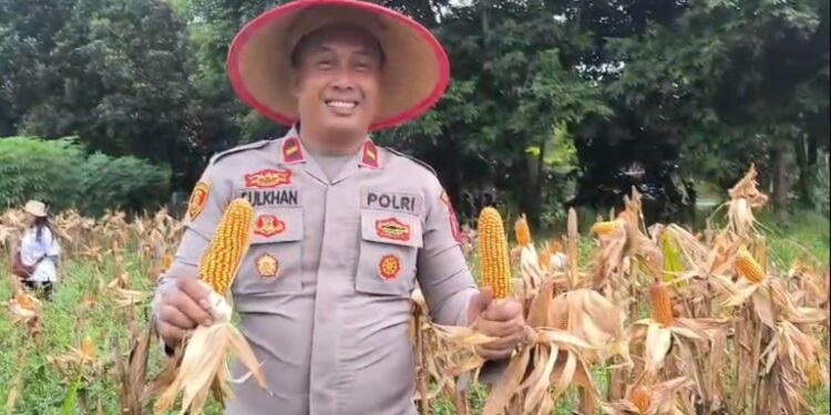 Kapolsek Dusun Timur IPDA Sulkhan Sururi, saat panen jagung di Desa Murutuwu, Senin (30/3/2026).