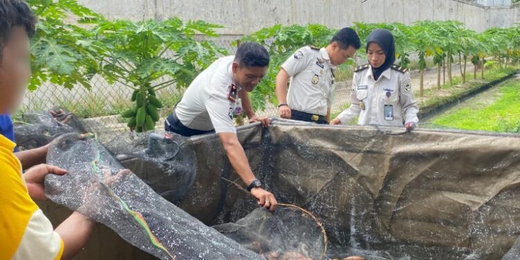 Panen ikan hasil binaan Rutaan Tamiang Layang, Rabu (22/4/2026).