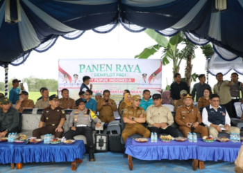 Wagub Kalteng, Edy Pratowo, menghadiri acara Panen Raya Demplot Padi di Pulang Pisau, Selasa (10/2/2026).