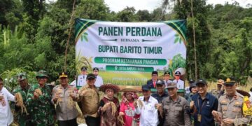 Bupati Bartim, M. Yamin, beserta unsur Forkopimda, panen padi ladng di Desa Ampari Bura, Rabu (6/5/2026).