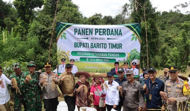 Bupati Bartim, M. Yamin, beserta unsur Forkopimda, panen padi ladng di Desa Ampari Bura, Rabu (6/5/2026).