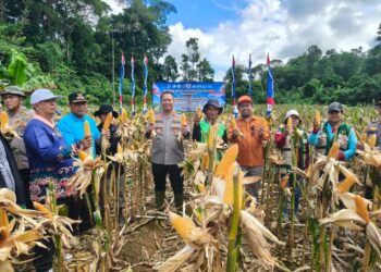 Kapolres Bartim AKBP Eddy Santoso, dalam panen pakan ternak di Desa Kalamus, Sabtu (16/5/2026).