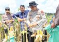 Kapolres Gunung Mas AKBP Heru Wibowo, dalam panen jagung kuartal II, Sabtu (16/5/2026).