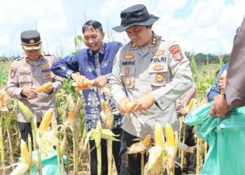 Kapolres Gunung Mas AKBP Heru Wibowo, dalam panen jagung kuartal II, Sabtu (16/5/2026).