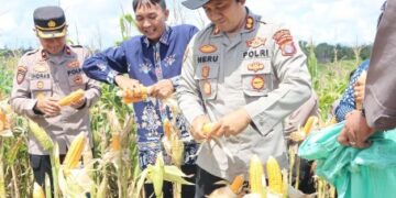 Kapolres Gunung Mas AKBP Heru Wibowo, dalam panen jagung kuartal II, Sabtu (16/5/2026).