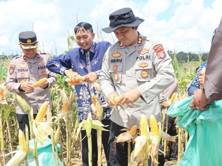 Kapolres Gunung Mas AKBP Heru Wibowo, dalam panen jagung kuartal II, Sabtu (16/5/2026).
