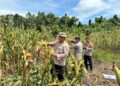 Panen jagung pakan di Desa Baruyan yang dilaksanakan Jajaran Polsek Dusun Tengah, Sabtu (23/5/2026).