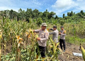 Panen jagung pakan di Desa Baruyan yang dilaksanakan Jajaran Polsek Dusun Tengah, Sabtu (23/5/2026).