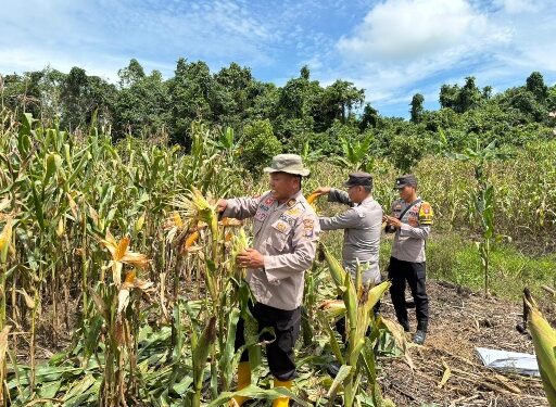 Panen jagung pakan di Desa Baruyan yang dilaksanakan Jajaran Polsek Dusun Tengah, Sabtu (23/5/2026).