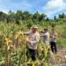 Panen jagung pakan di Desa Baruyan yang dilaksanakan Jajaran Polsek Dusun Tengah, Sabtu (23/5/2026).