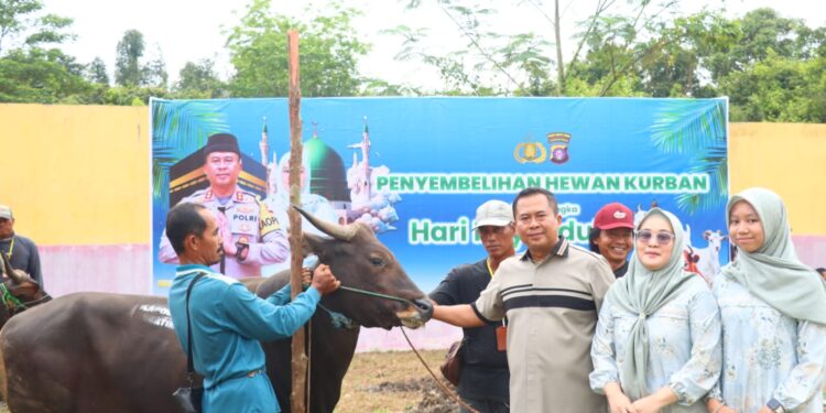 Kapolres Bartim AKBP Eddy Santoso, bersama keluarga menyerahlan sapi kurban ke panitia penyembelihan, Rabu (27/5/2026).