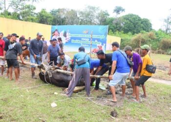 Penyembelihan hewan kurban yang dilaksanakan di lingkungan Polres Bartim, Rabu (27/5/2026).