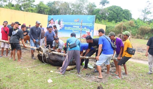 Penyembelihan hewan kurban yang dilaksanakan di lingkungan Polres Bartim, Rabu (27/5/2026).