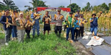Kapolsek Pematang Karau, IPDA Riardo Hutahean, bersama BPP dan petani panen jagung, Jumat (29/5/2026).