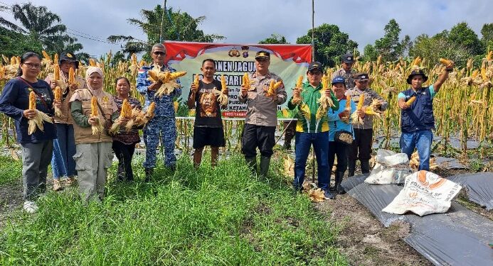Kapolsek Pematang Karau, IPDA Riardo Hutahean, bersama BPP dan petani panen jagung, Jumat (29/5/2026).