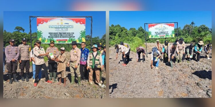 Kapolsek Pematang Karau IPDA Rikardo Hutahean, memimpin penanaman jagung dan menyerahkan bantuan berupa bibit dan pupuk, Kamis (25/6/2026).