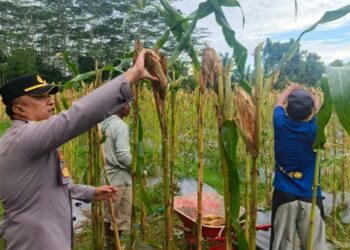 Kapolsek Pematang Karau IPDA Rikardo Hutahaean, ikut langsung dalam panen jagung, Selasa (2/6/2026).