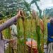 Kapolsek Pematang Karau IPDA Rikardo Hutahaean, ikut langsung dalam panen jagung, Selasa (2/6/2026).