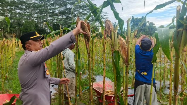 Kapolsek Pematang Karau IPDA Rikardo Hutahaean, ikut langsung dalam panen jagung, Selasa (2/6/2026).