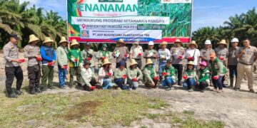 Penanaman jagung di lahan PT AEP Nusantara Plantations, di wilayah BBE - 1 di Desa Dayu Karusen Janang, Kamis (4/6/2026).