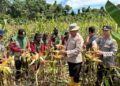 Jajaran Polsek Dusun Tengah bersama pertani di Desa Baruyan Panen Jagung, Senin (8/6/2026).