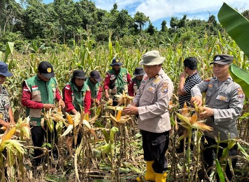 Jajaran Polsek Dusun Tengah bersama pertani di Desa Baruyan Panen Jagung, Senin (8/6/2026).