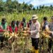Jajaran Polsek Dusun Tengah bersama pertani di Desa Baruyan Panen Jagung, Senin (8/6/2026).