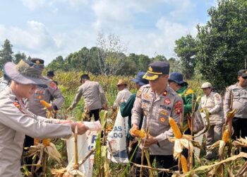 Wakalpores Barsel Kompol Muh. Fadholin, diikuti oleh sejumlah Pejabat Utama (PJU) Polres Barito Selatan, Kapolsek Dusun Selatan beserta personel saat panen Jagung komposit di Desa Mangaris.