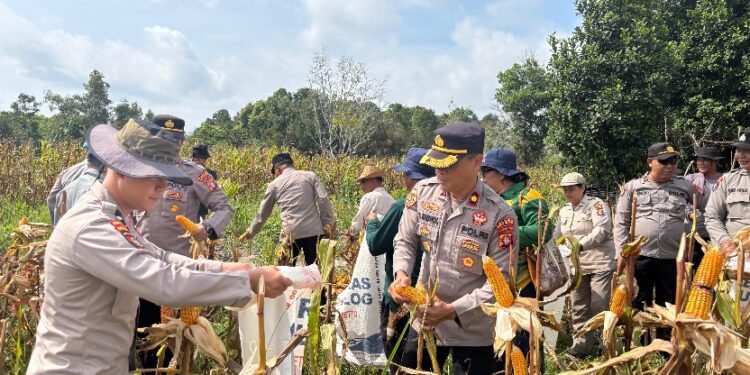 Wakalpores Barsel Kompol Muh. Fadholin, diikuti oleh sejumlah Pejabat Utama (PJU) Polres Barito Selatan, Kapolsek Dusun Selatan beserta personel saat panen Jagung komposit di Desa Mangaris.