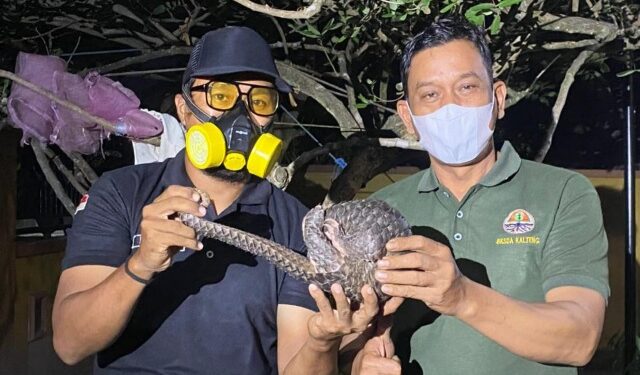 Kepala BKSDA Resor Sampit, Muriansyah bersama petugas saat menunjukan trenggiling yang berhasil diselamatkan dari karhutla. (ist)