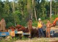 Bupati Barito Utara, H. Shalahuddin, mengecek progres pembangunan tiga proyek strategis, Selasa (11/8/2026).