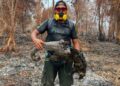 Pencipta Reptil Sampit, Harie Siswanto menunjukan trenggiling yang terbakar akibat terjebak karhutla. (ist)