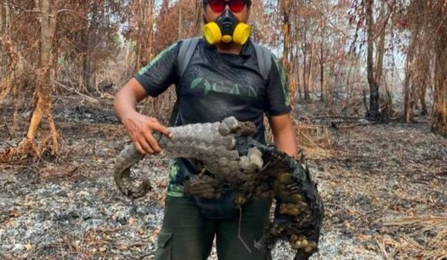 Pencipta Reptil Sampit, Harie Siswanto menunjukan trenggiling yang terbakar akibat terjebak karhutla. (ist)