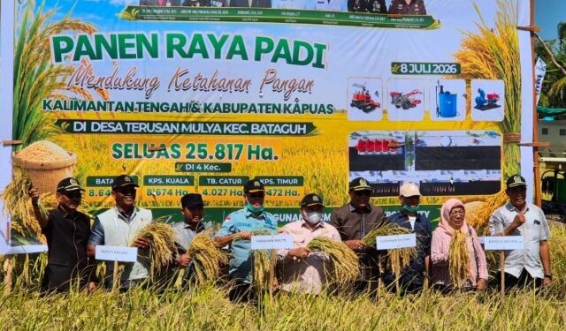 Ketua DPRD Kabupaten Kapuas Ardiansah bersama anggota mengikuti panen raya padi di Terusan Mulya, pada Sabtu (8/7/2026). (ist)