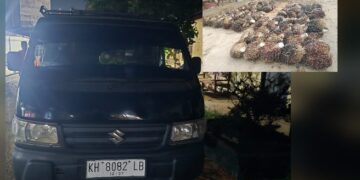 Baranng bukti pikap dan tandan buah segar sawit yang diamankan.
